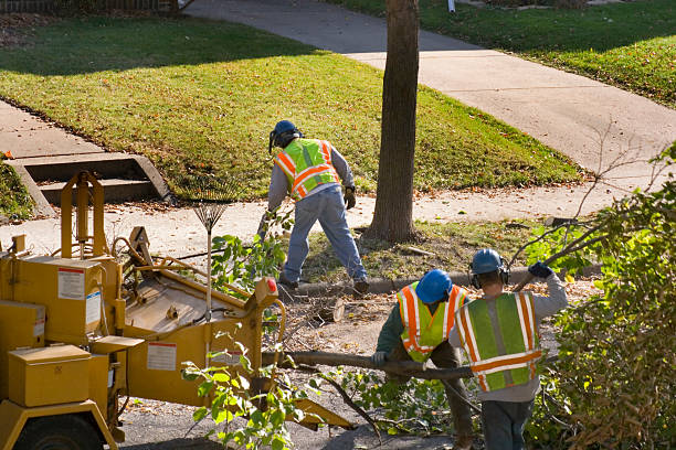 How Our Tree Care Process Works  in Vancouver, WA